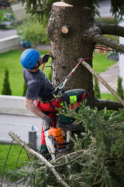 Lawn Watering Services in Everett, MA